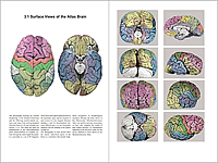 Preview of the Atlas of the Human Brain &ndash; Pages 90 &ndash; 91 &ndash; Chapter: 3.1 Surface Views of the Atlas Brain