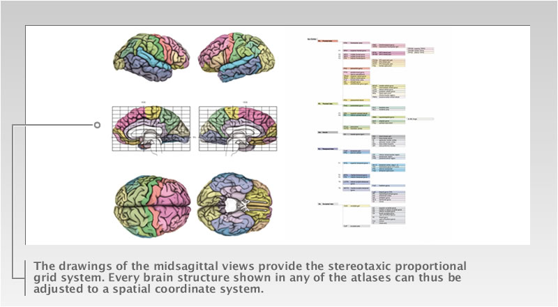 All colors used for surface anatomy (e.g. gyri) and on the cross sections are consistent throughout the entire book. The color-coding is also used for the hierarchical tree (pp. 256 � 262 of the atlas). 