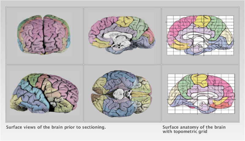 Detailed Atlas of the Human Brain in Stereotaxic Coordinates.