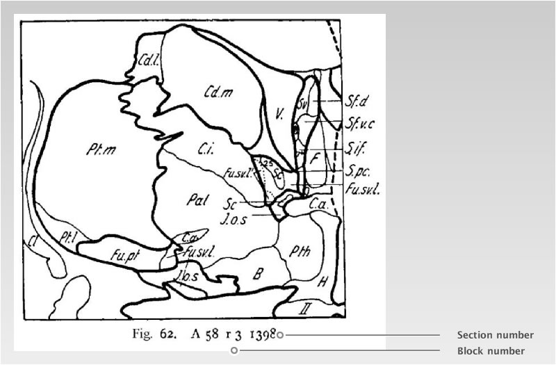 Detailed Atlas of the Human Brain in Stereotaxic Coordinates.