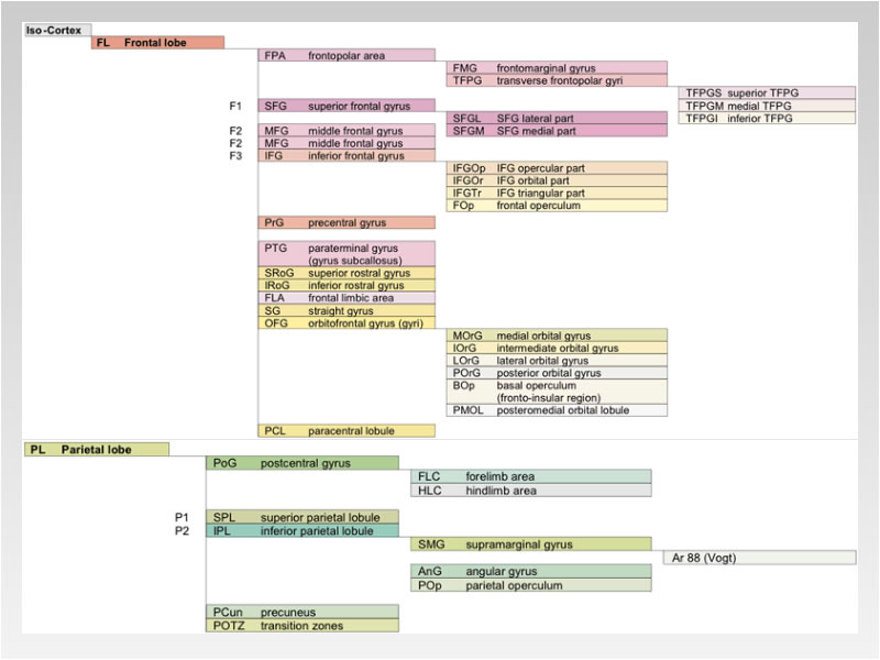 Detailed Atlas of the Human Brain in Stereotaxic Coordinates.
