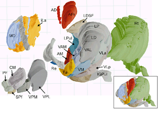 The atlas includes morphometric data, 3d reconstructions (eg. of the thalamus) and 40 original fulltext publications related to this atlas.