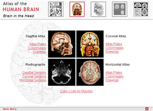  Entry to the 3 atlases of the brain in the head.