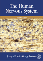 The Human Nervous System
