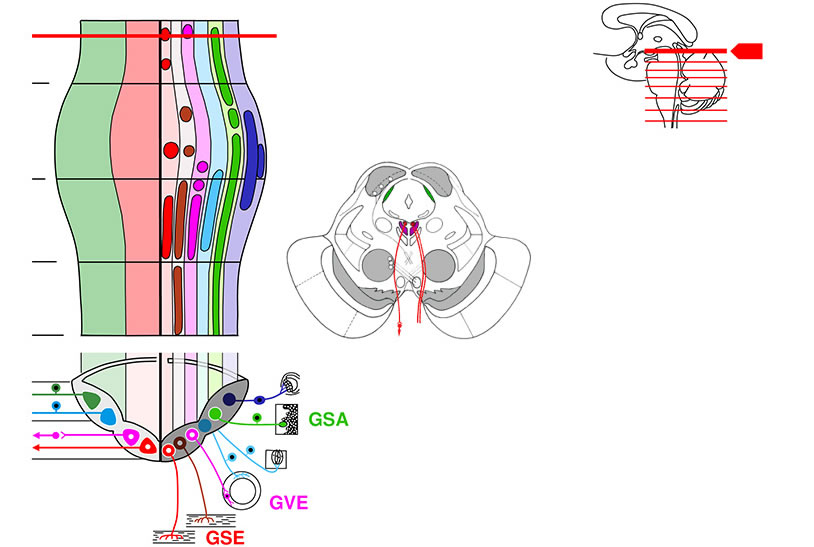 brainstem flash application