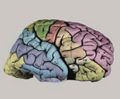 External morphology of the formalin fixed atlas brain before slicing. The colors correspond to the colors on the atlas plates.