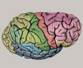 External morphology of the formalin fixed atlas brain before slicing. The colors correspond to the colors on the atlas plates.
