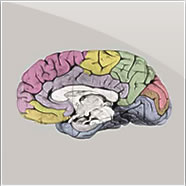 Surface Views of the Human Brain